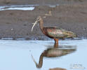 Ibis hnědý