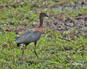 Ibis hnědý