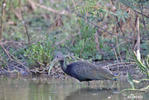 Ibis lesní