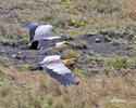 Ibis šedokřídlý (Theristicus branickii)