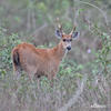 Jelenec bahenní (Blastocerus dichotomus)