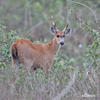 Jelenec bahenní (Blastocerus dichotomus)