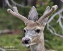 Jelenec ušatý (Odocoileus hemionus)