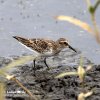 Jespák drobný (Calidris minutilla)