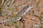 Ještěrka leopardí (Gambelia wislizenii)