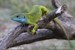 Ještěrka zelená (Lacerta viridis)