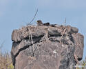 Káně galapážská (Buteo galapagoensis)