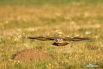 Káně lesní (Buteo buteo)