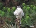 Káně rudohřbetá (Geranoaetus polyosoma)