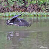 Káně velká (Buteogallus urubitinga)