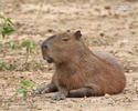 Kapybara močiarna