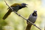 Kardinál saltátor černočapkový (Saltator atriceps)