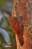 Klouzálek skvrnitý (Xiphorhynchus erythropygius)