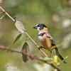 Kněžník mokřadní (Sporophila collaris)