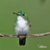 Kolibřík andský