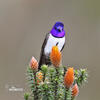 Kolibřík čimborazský