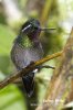 Kolibřík fialovohrdlý (Lampornis cololaemus)