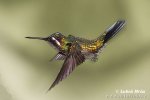 Kolibřík fialovohrdlý