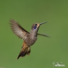 Kolibřík fialovouchý (Colibri delphinae)