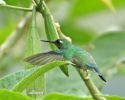 Kolibřík klínozobý (Schistes geoffroyi)