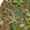 Kolibřík mečozobec (Sword-billed Hummingbird)