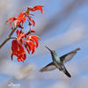 Kolibřík modrobradý (Chlorestes notata)
