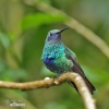 Kolibřík modrolící