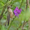 Kolibřík mozaikový (Adelomyia melanogenys)