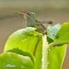 Kolibřík rezavoocasý