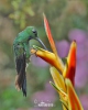Kolibrík šípový