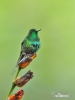 Kolibřík trnoocasý