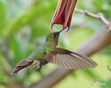 Kolibřík Williamův (Metallura williami)