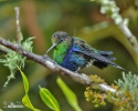 Kolibřík zelenotemenný