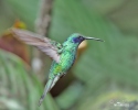 Kolibřík zelený