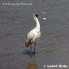 Kolpík africký (Platalea alba)