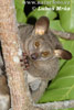Komba velká (Otolemur crassicaudatus)