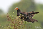 Kondor větší (Cathartes melambrotus)