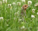 Koroptev polní (Perdix perdix)