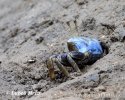 Krab