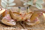 Krab