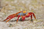 Krab světlonohý