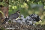 Krahujec obecný (Accipiter nisus)