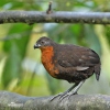 Křepel hnědohřbetý (Odontophorus melanonotus)