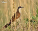 Kukačka měděná (Centropus cupreicaudus)