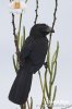 Kukačka rýhozobá (Crotophaga sulcirostris)