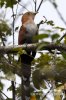 Kukačka veverčí (Piaya cayana)
