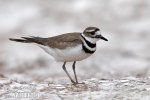 Kulík rezavoocasý (Charadrius vociferus)