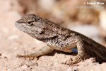 Leguánek sp. (Sceloporus sp.)