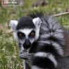 Lemur kata