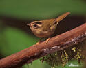 Lesňáček pruhohlavý (Basileuterus tristriatus)